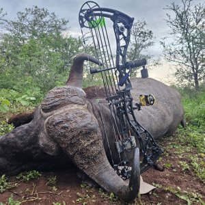 Buffalo Bow Hunt KwaZulu-Natal South Africa