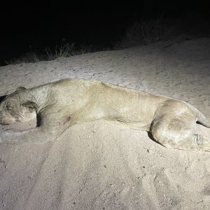 Lioness Hunt Zimbabwe