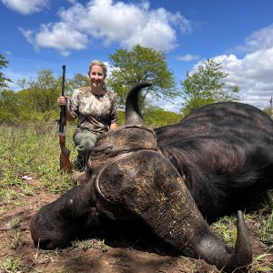 Cape Buffalo Hunt