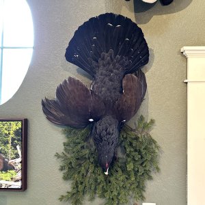 Austrian Capercaillie Full Mount Taxidermy