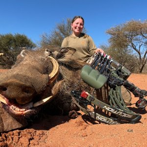 Warthog Bow Hunt South Africa