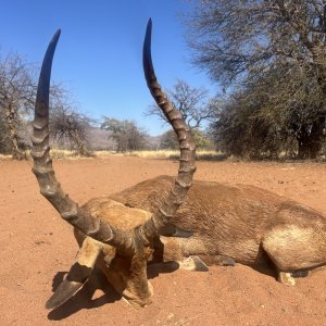 Impala Bow Hunt South Africa