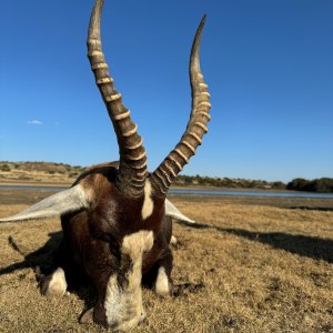 Blesbok Hunt South Africa