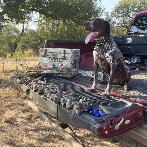 German Shorthaired Pointer Dog