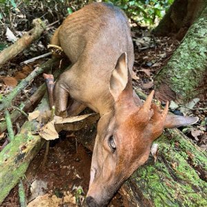 Hunting Duiker Cameroon