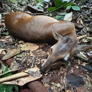 Hunting Duiker Cameroon