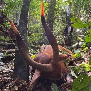 Hunting Bongo Cameroon