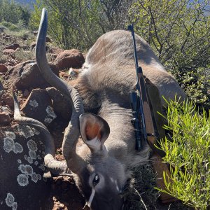 Hunting Kudu Eastern Cape South Africa