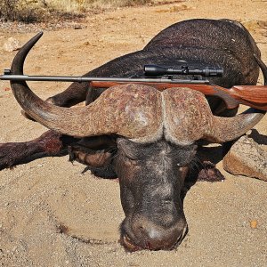 Buffalo Hunt Limpopo South Africa