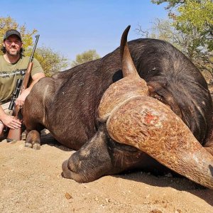 Buffalo Hunt Limpopo South Africa