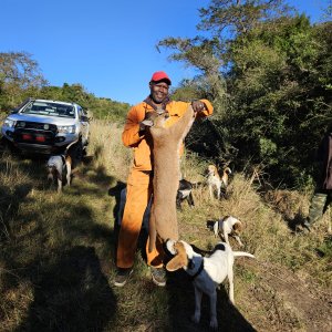 Caracal Hunt East London South Africa