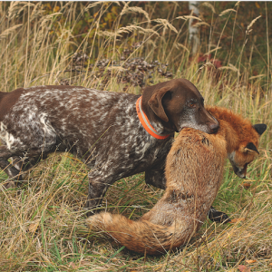 Fox Hunt Germany