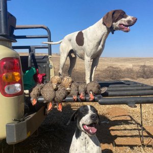 Upland bird hunting over Pointers South Africa