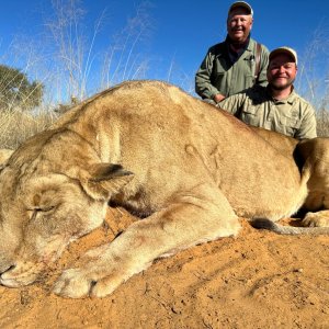 Lioness Hunt South Africa