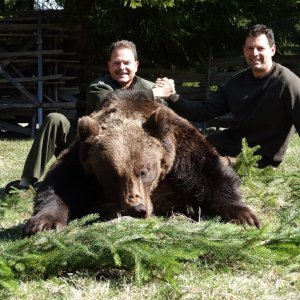 Brown Bear Hunt Romania