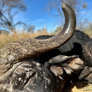 Cape Buffalo Hunt South Africa