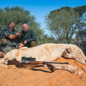 Lioness Hunt South Africa