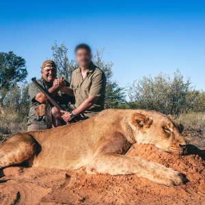 Lioness Hunt South Africa