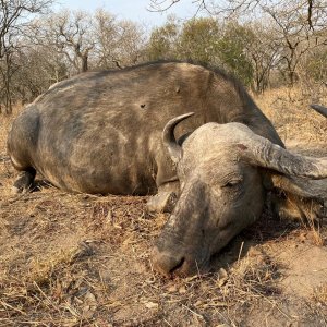 Old Buffalo Cow Hunt South Africa