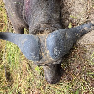 Buffalo Hunting Tanzania