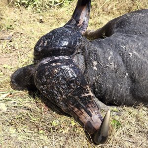 Buffalo Hunting Tanzania