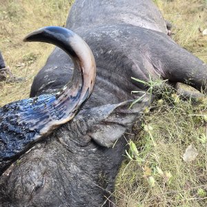 Buffalo Hunting Tanzania