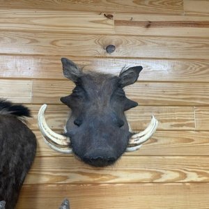 Warthog Shoulder Mount Taxidermy