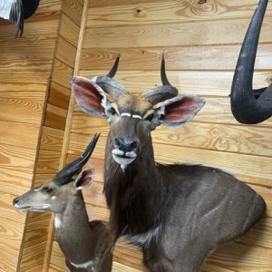 Nyala Wall Pedestal Mount Taxidermy