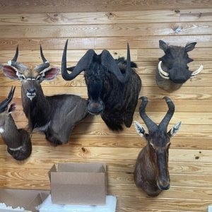 Black Wildebeest Shoulder Mount Taxidermy