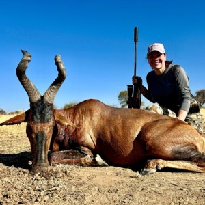 Red Hartebeest Hunt Namibia