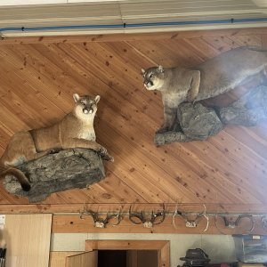 Mountain Lion Full Mount Taxidermy