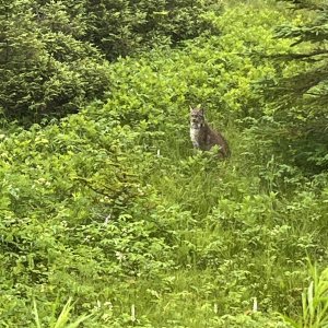 Lynx Canada