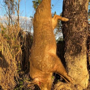 Wild Boar Hunt Australia