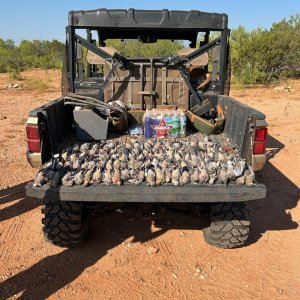 Dove Hunting