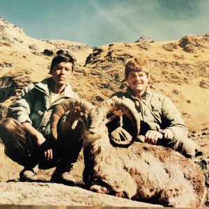 Blue Sheep Hunt Nepal