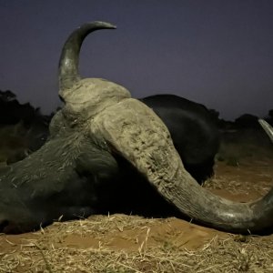 Hunting Cape Buffalo