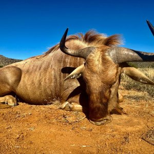 Hunting Golden Wildebeest