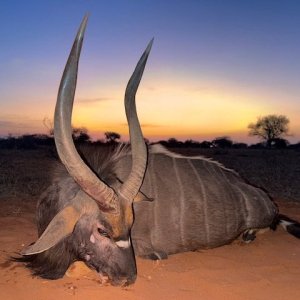 Nyala Hunt South Africa