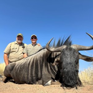 Blue Wildebeest Hunt Botswana