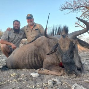 Blue Wildebeest Hunt Botswana