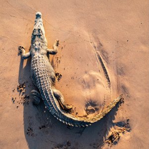 Crocodile Australia