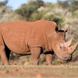 White Rhino South Africa