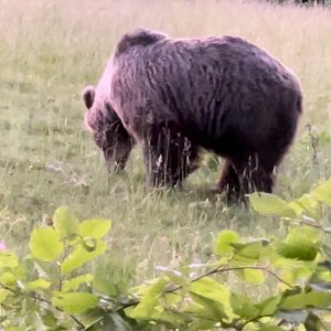 Brown Bear Romania