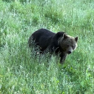 Media 'Brown Bear Romania' in category 'Nature & Wildlife Worldwide'