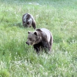 Brown Bears Romania