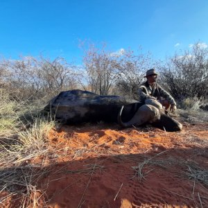 Buffalo Hunt South Africa