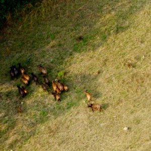 Forest Buffalo Herd Congo