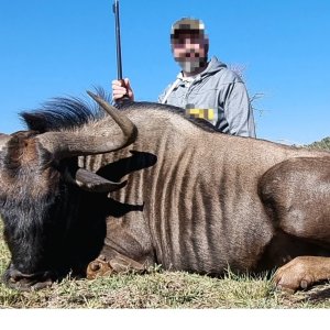 Blue Wildebeest Hunt South Africa