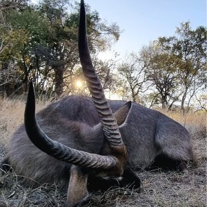 Waterbuck Hunt South Africa