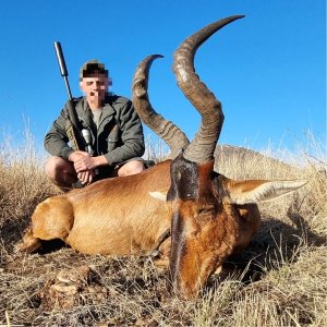 Red Hartebeest Hunt South Africa